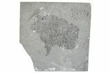 Silurian Graptolite Fossil Plate - New York #270011-1
